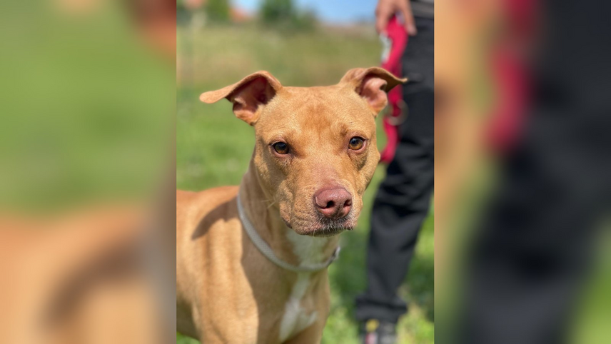 Carletto, pit bull in adozione al rifugio LNDC di Segrate 