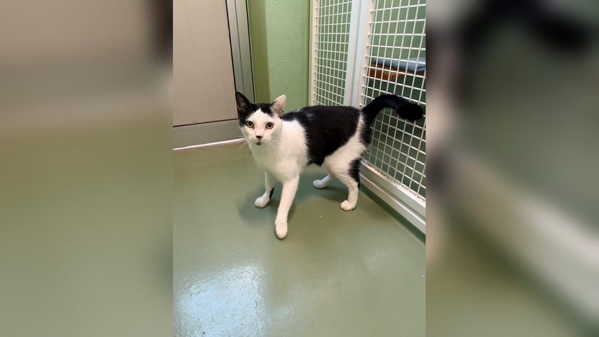Ragnar, gattina in adozione a Segrate 