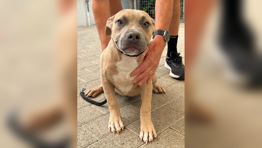 Mimino, cucciolo in adozione a Segrate 