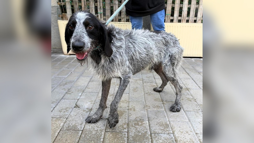 Apollo, il segugio-spinone in attesa di adozione al rifugio di Segrate 