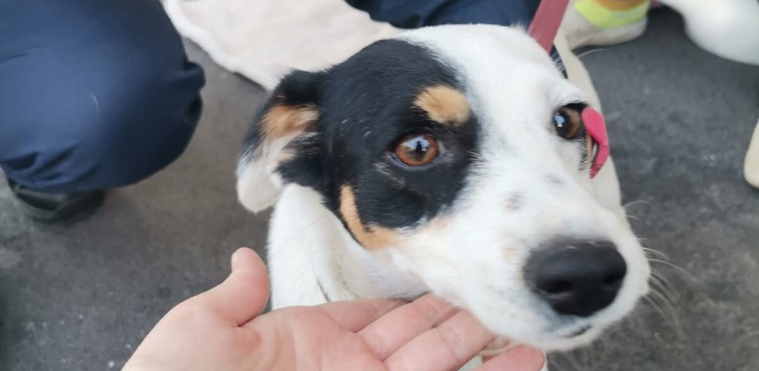 Il cane sequestrato dalle Guardie zoofile dell'Oipa di Milano 
