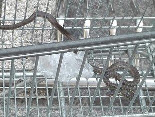 Un serpente allesselunga brevi di cronaca vivere milano Esselunga porta vittoria milano