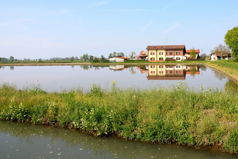 Una risaia in Lomellina: la Lombardia aderisce al progetto europeo Solila sulla salute del suolo 