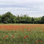 Parco del Roccolo