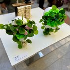 Le sculture di Felice Tagliaferri