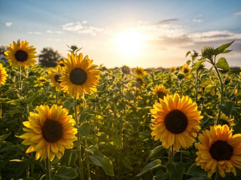 Campo di Girasoli di Vimodrone 