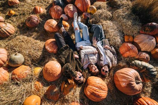 Campi di zucca 2026 