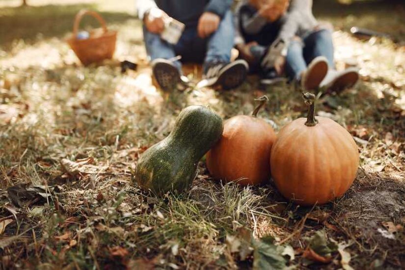 Pumpkin patch 2026 
