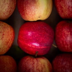 Frutta di stagione a Cascina Cuccagna, che ospita il confronto sul cibo 