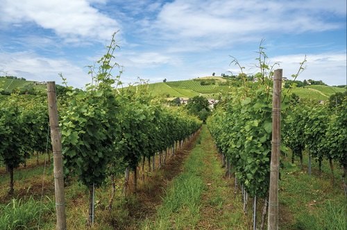 Vigneti nell’Oltrepò Pavese.
© inLombardia 