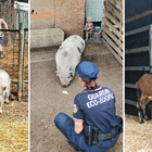 Capra e maiale vietnamita salvati dal campo rom di via Chiesa Rossa a Milano 