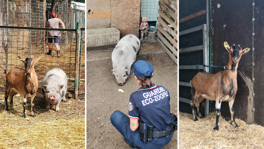 Capra e maiale vietnamita salvati dal campo rom di via Chiesa Rossa a Milano 
